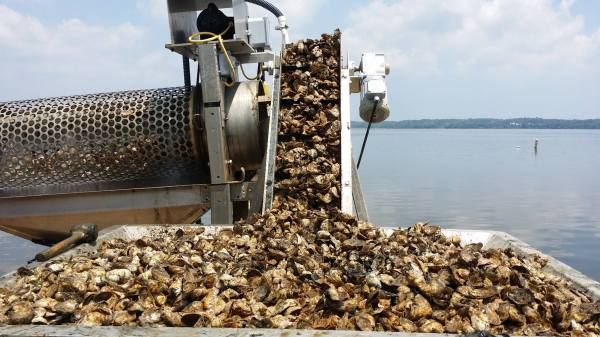 Pictured: Oysters ready to be processed for sale or re-planted in the Chesapeake Bay by the Hollywood Oyster Company.